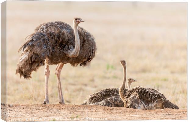 The Ostrich Family Canvas Print by Steve de Roeck