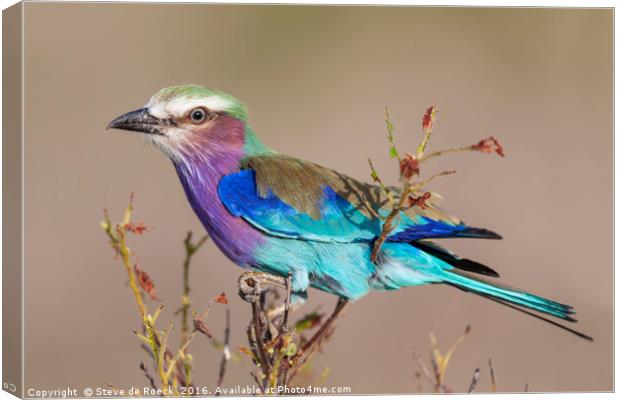 Lilac Breasted Roller Canvas Print by Steve de Roeck