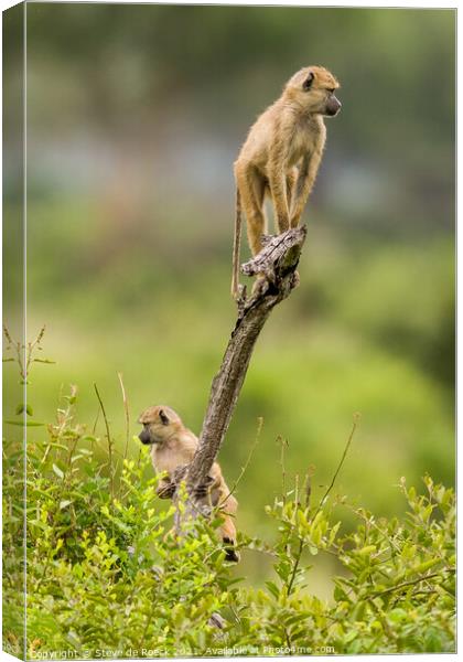 Monkey Business Can Be So Important Canvas Print by Steve de Roeck