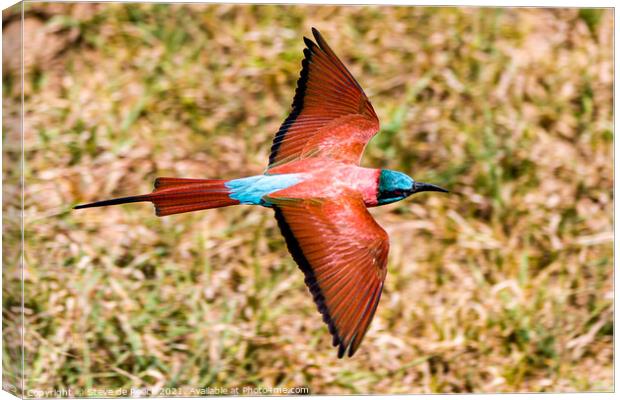 Carmine bee eater flying low and fast Canvas Print by Steve de Roeck