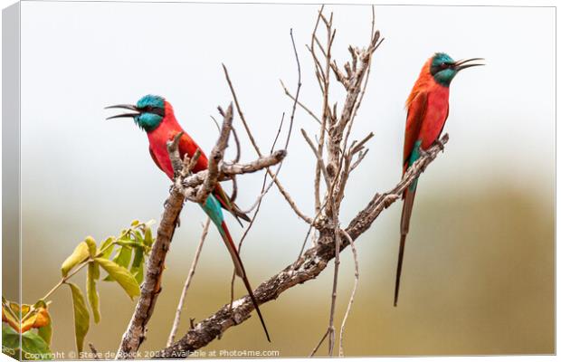 Pair Of Colourful Bee Eaters Canvas Print by Steve de Roeck
