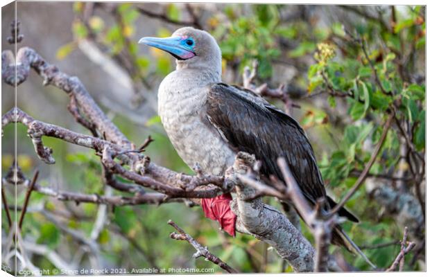 Red Footed Booby Canvas Print by Steve de Roeck
