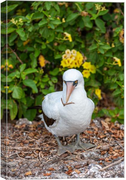 Masked Booby Galapagos Canvas Print by Steve de Roeck