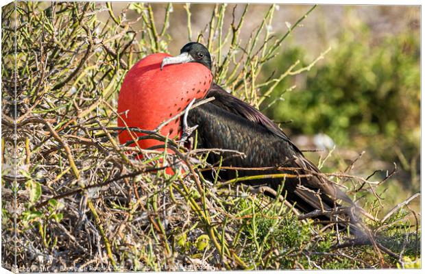 Frigate Bird Inflates His Pouch Canvas Print by Steve de Roeck