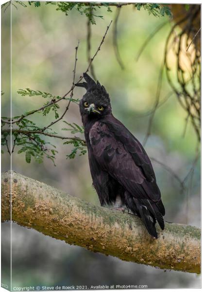 Long Crested Eagle; Lophaetus occipitalis Canvas Print by Steve de Roeck