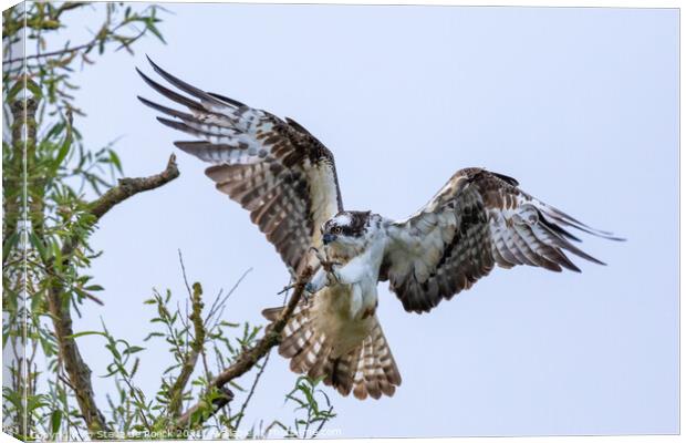 Osprey; Pandion haliaetus Canvas Print by Steve de Roeck