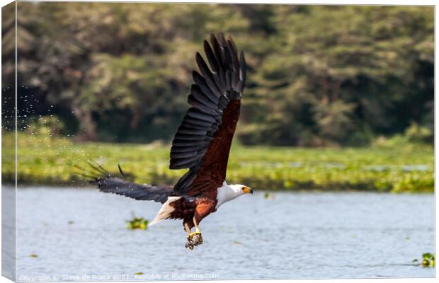 Fish Eagle Catches Its Lunch Canvas Print by Steve de Roeck