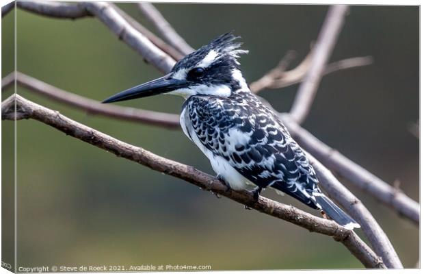 Pied Kingfisher; Ceryle rudis Canvas Print by Steve de Roeck