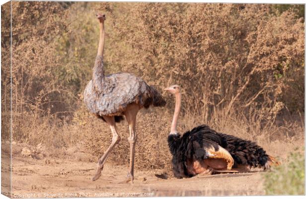 Mating Pair Ostrich Canvas Print by Steve de Roeck