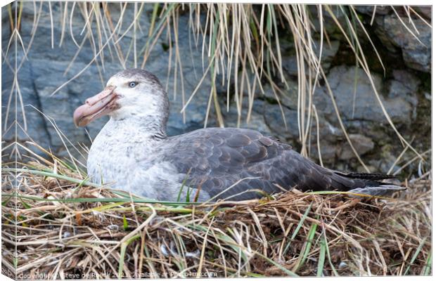 Southern Giant Petrel; Macronectes giganteus Canvas Print by Steve de Roeck