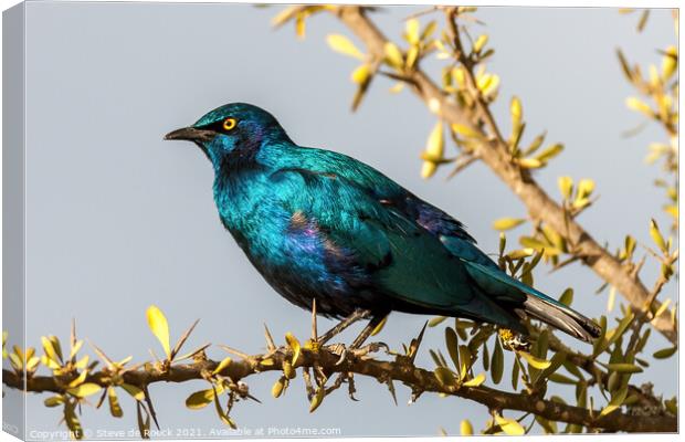 Greater Blue-eared Glossy-Starling; Lamprotornis chalybaeus Canvas Print by Steve de Roeck