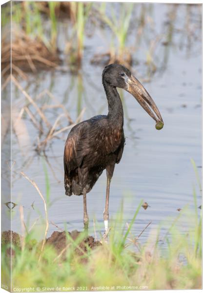 African Openbill Stork with Molusc. Canvas Print by Steve de Roeck