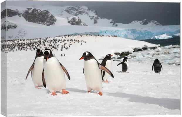 Gentoo Penguins At Their Colony Canvas Print by Steve de Roeck