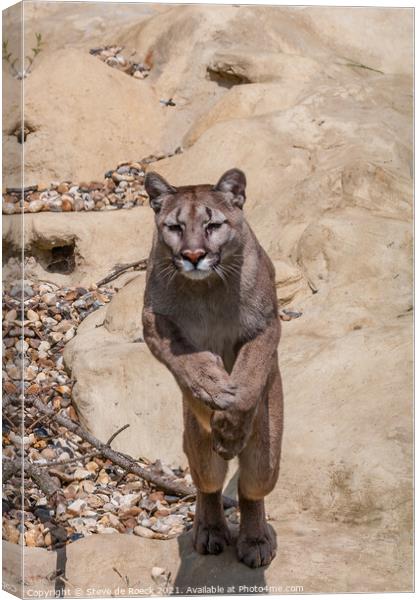 Mountain Lion Leaping From A Rock Canvas Print by Steve de Roeck