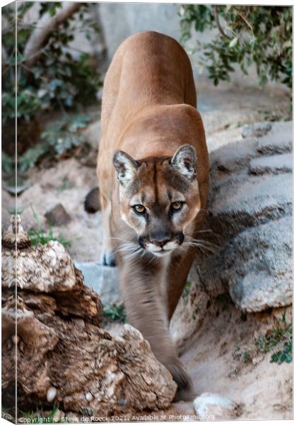 Mountain Lion In Search Of Prey Canvas Print by Steve de Roeck