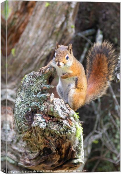 A bushy tailed squirrel standing on a log Canvas Print by Steve de Roeck