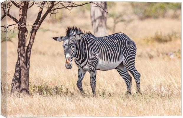 Grevys zebra; Equus grevyi Canvas Print by Steve de Roeck