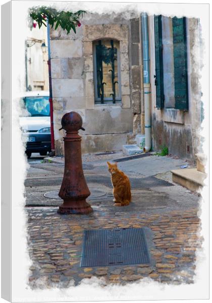 Cat In A Back Alley, Arles Canvas Print by Steve de Roeck