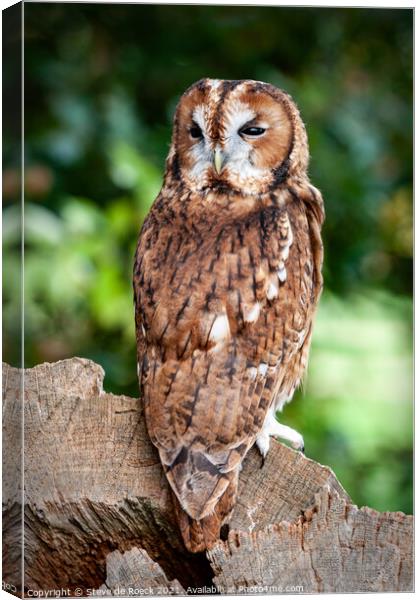 Tawny Owl; Strix aluco Canvas Print by Steve de Roeck