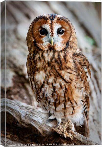 Tawny Owl; Strix aluco Canvas Print by Steve de Roeck