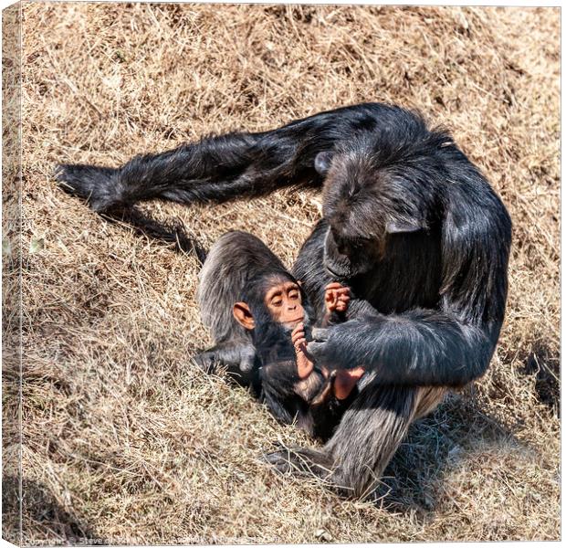 Mother and Baby, Chimpanze Canvas Print by Steve de Roeck
