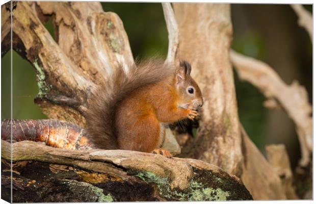 Red Squirell in his Tree House Canvas Print by Ray Taylor
