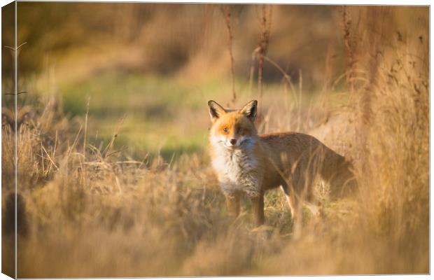 Ive been spotted Canvas Print by Ray Taylor