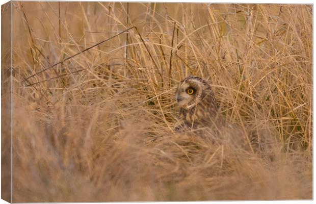 Hiding in the long grass Canvas Print by Ray Taylor