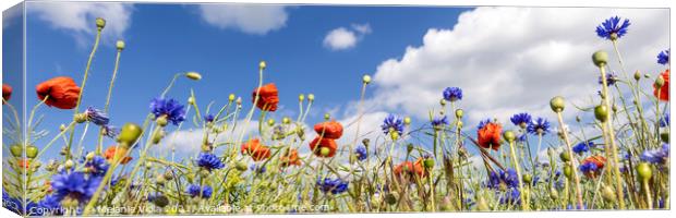 Poppy Field with Cornflowers | Panorama Canvas Print by Melanie Viola