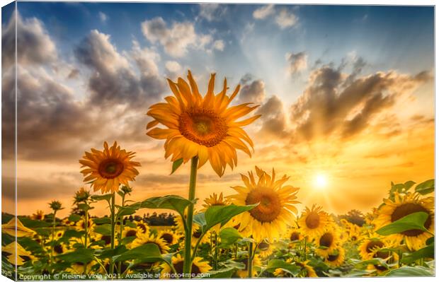 Sunflower field at sunset Canvas Print by Melanie Viola