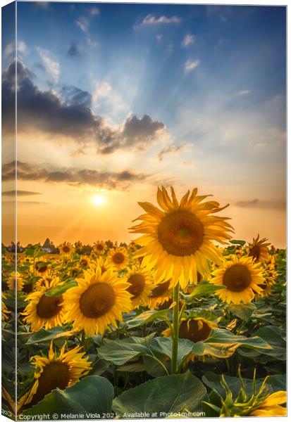 Sunflowers in sunset Canvas Print by Melanie Viola