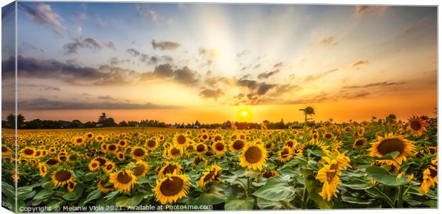 Sunflower field at sunset | Panoramic View Canvas Print by Melanie Viola