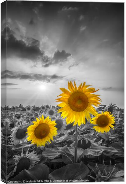 Sunset with gorgeous yellow pop sunflowers Canvas Print by Melanie Viola