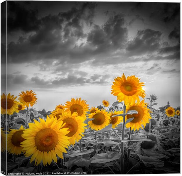 Yellow color pop sunflowers Canvas Print by Melanie Viola