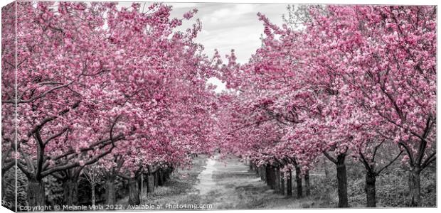 Charming cherry blossom alley Canvas Print by Melanie Viola