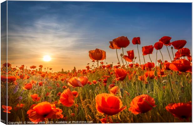 Gorgeous poppies in the sunset Canvas Print by Melanie Viola