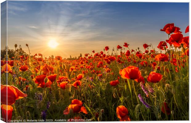Sunset with beautiful poppies Canvas Print by Melanie Viola