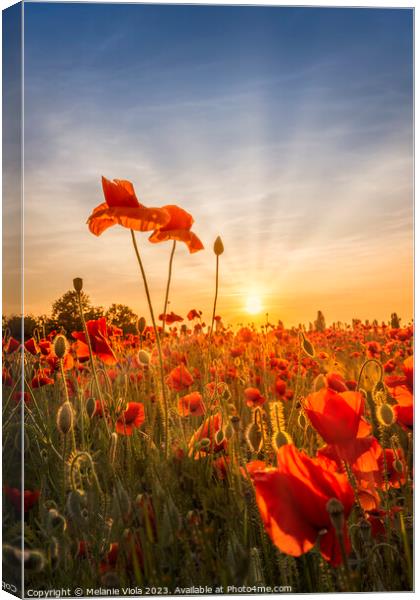 Poppies in sunset Canvas Print by Melanie Viola