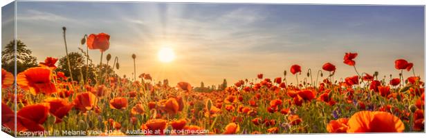 Poppies in the evening | Panoramic Canvas Print by Melanie Viola