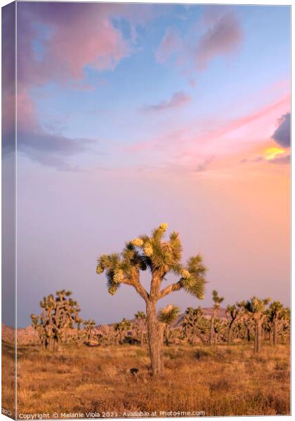 Sunset at Joshua Tree National Park  Canvas Print by Melanie Viola