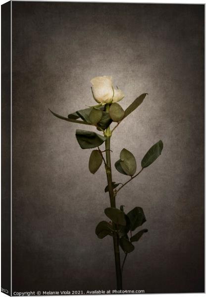 Graceful white Rose | vintage style  Canvas Print by Melanie Viola