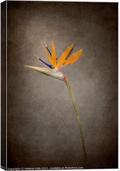 Graceful flower - Strelitzia | vintage style  Canvas Print by Melanie Viola