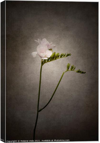Graceful flower - Freesia | vintage style  Canvas Print by Melanie Viola