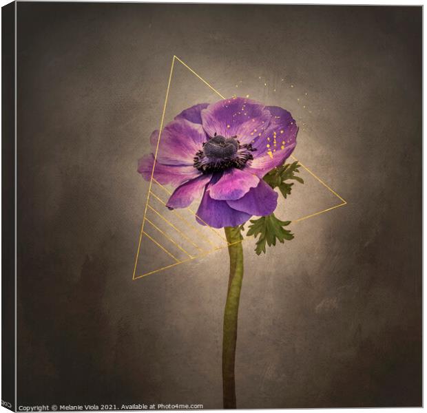 Graceful flower - Anemone coronaria | vintage style gold Canvas Print by Melanie Viola