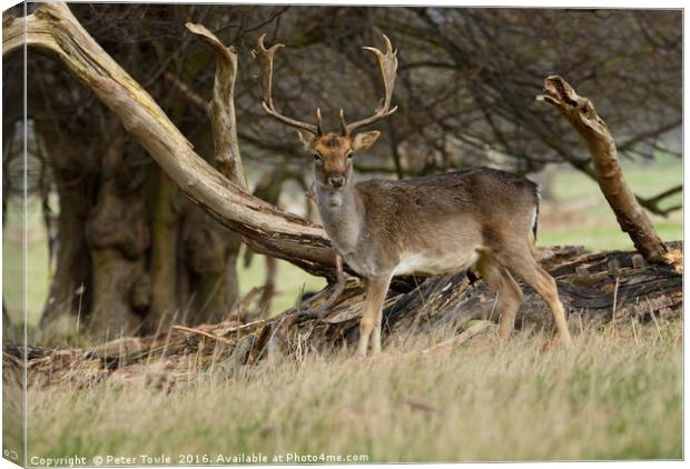 Stag in woodland Canvas Print by Peter Towle