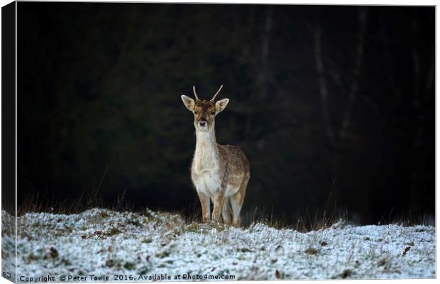 Lone deer in winter. Canvas Print by Peter Towle