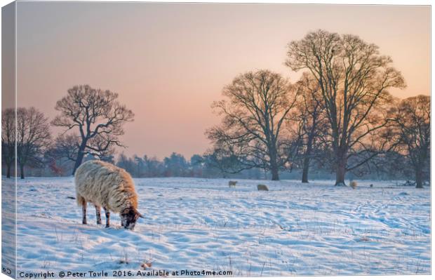 Sheep in a snowy landscape. Canvas Print by Peter Towle