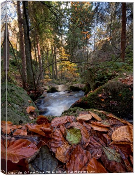 Wyming Brook Autumn Colours Canvas Print by Peter Towle