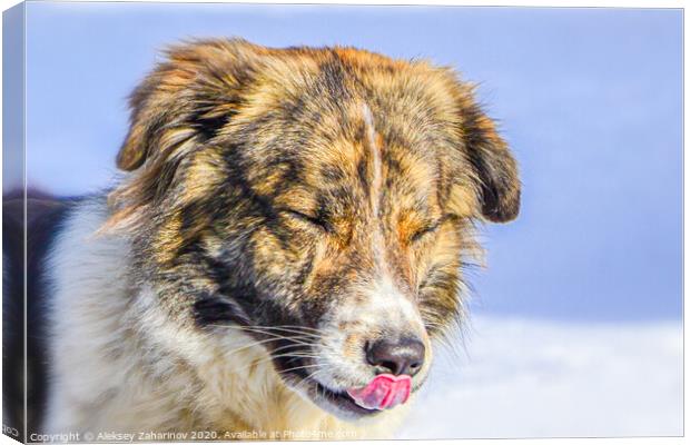 Bari, my parents dog. Canvas Print by Aleksey Zaharinov