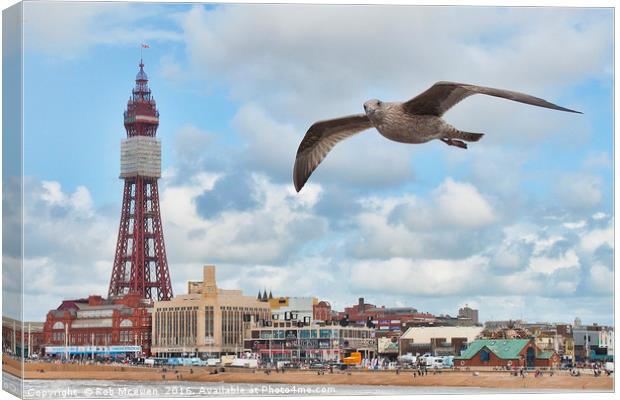 Gull photobomb Canvas Print by Rob Mcewen